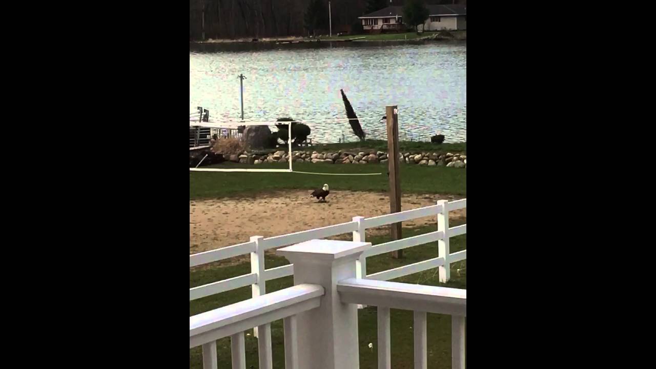 Bald Eagle at Simonton Lake, Elkhart, IN YouTube