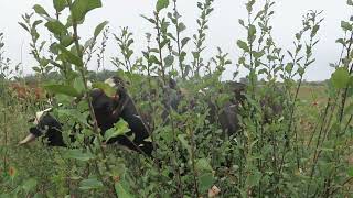 Pâturage De Saule, Août 2022