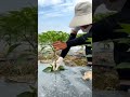 Chilli farming techniques#grafted chilli #farming video