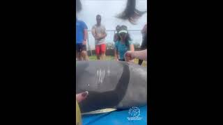 Manatee rescued on New Year’s Day released in Crystal River, Florida