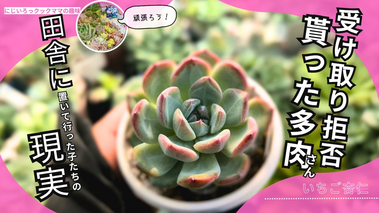 Succulents] What happens if you don't accept the succulents you