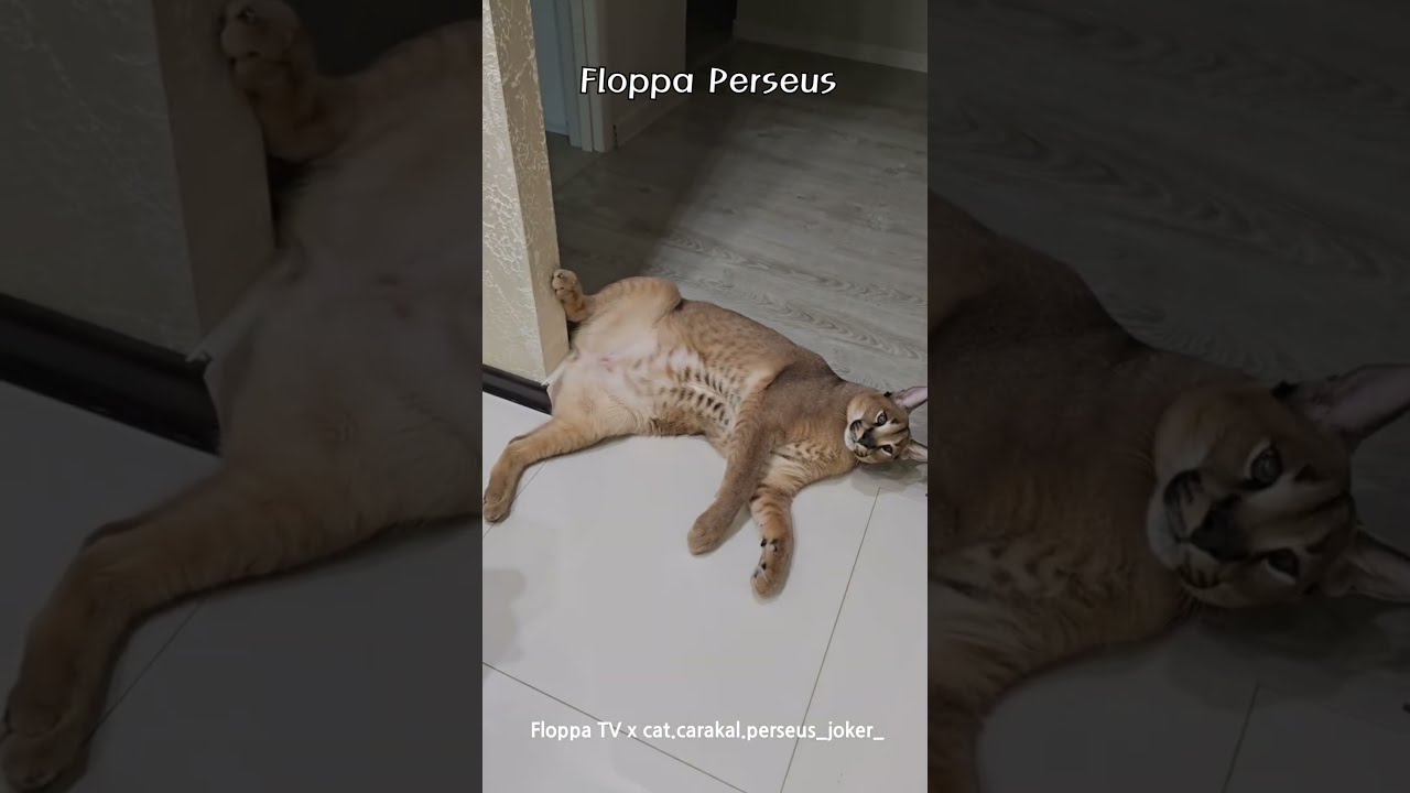 Perseus Is A Cute Floppa Caracal
