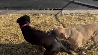 Charity + Draven Off Leash Play