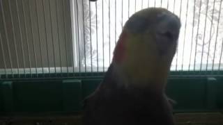My grandmas bird singing