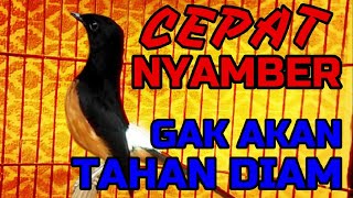 CEPAT NYAMBER✅✅ gak akan TAHAN diam murai mendengar pancingan ini✅✅