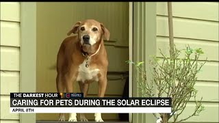 How will pets react to the solar eclipse