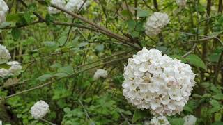 Viburnum × carlcephalum kalina kulovitá