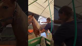 Washing 😋 #horse #foryou #equestrian #riderlife #horseriding