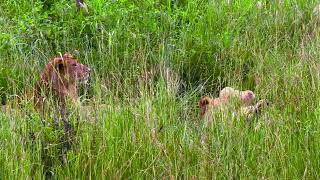 Lions #safari #tanzania #serengeti