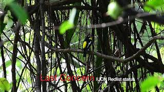 Yellow-rumped Flycatcher, Sikatan Emas, Ficedula zanthopygia (Hay, 1845) #migrationbird