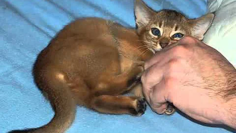 Video 1326601: abyssinian cat, silver abyssinian, cat breed