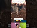Sad Life Cow Sambalpuri Status Reels #comedy #dance #funny #youtubeshorts #shorts