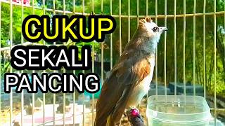 Suara burung trucukan gacor memanggil lawan pancingan trucuk betina memanggil jantan agar nyaut