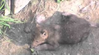 柵から覗くオオカミの赤ちゃん~Wolf baby walks