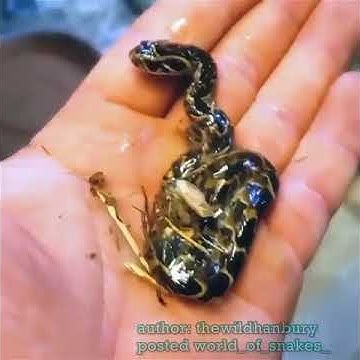 ll PYTHON GIVING BIRTH OF BABY ll SUBSCRIBE FOR MORE ll #SHORT # ...