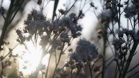 Koichi Kuriyama - Perruche (Visualizer)