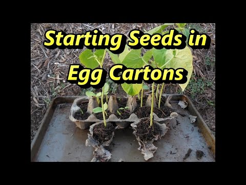 Video: Starta frön i en äggkartong – Hur man använder äggkartonger för frön