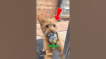 I Love You In Cat Language 😻 #cat #cats #funnycats