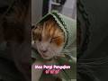 Cute Cats, Funny Cats, Cuteness #catshort #shots #cat #andrast #petshub