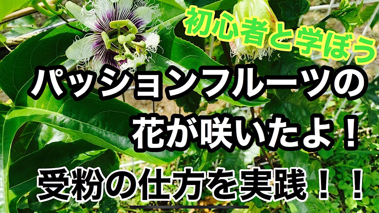 家庭菜園 初心者と一緒に学ぼう パッションフルーツ の受粉の仕方を実践 Youtube