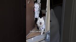 Don't forget to trickortreat at Cruella's! #samoyed #halloween2023