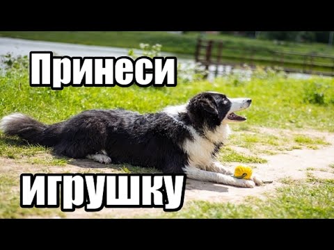 Как научить собаку приносить игрушку  - 4 способа