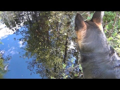 Видео: Укусы змей и собаки - Самые ядовитые змеи для собак