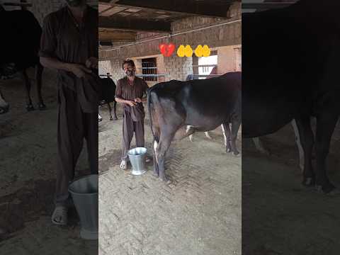 Cow Dairyfarm Animals Didd Chwai 