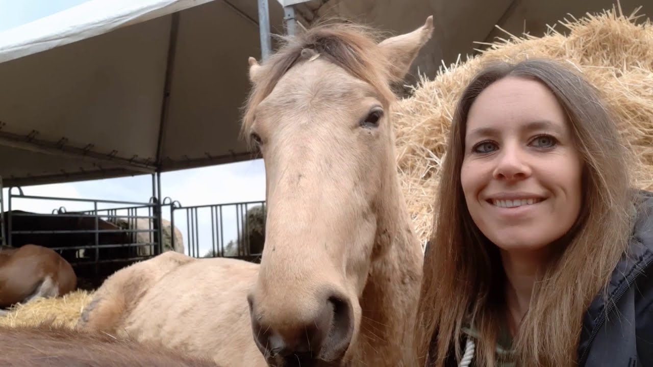 Trainingsvideo Rocky Mountain Horse Hutch YouTube