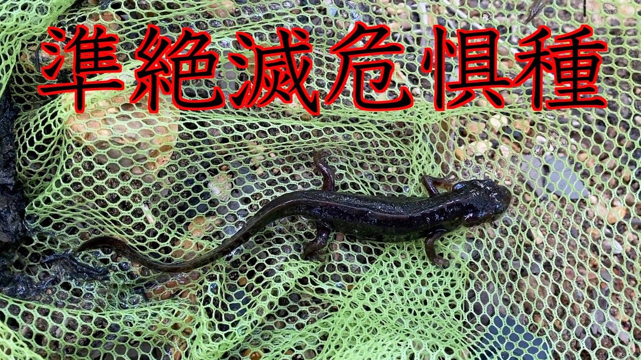 奄美大島 アマミシリケンイモリが大量にいるため池を見つけました Cynops Ensicauda Ensicauda Youtube 奄美大島 アマミシリケンイモリが大量にいるため池を見つけました Cynops Ensicauda Ensicauda Youtube