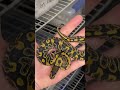 GHI Dbl Het Ultramel Clown female.