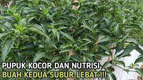Pupuk Ke 2 CMK Pembuahan ke 2 Agar Subur Berbuah Lebat