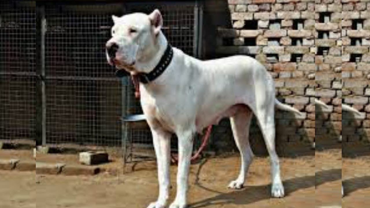 Bully Kutta Puppies For Sale In Low Price YouTube