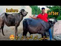 Buffalo ko ganja kar diyabuffalo new lookfarmqadeer vlogs