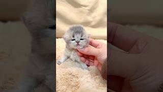 Incredible Animal Transformation