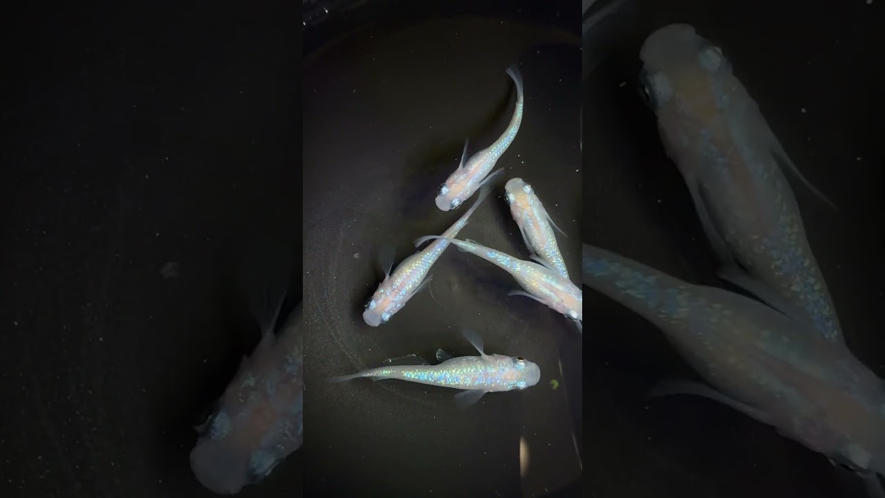 Pink Sapphire Medaka #medaka #medakabreeding #shorts