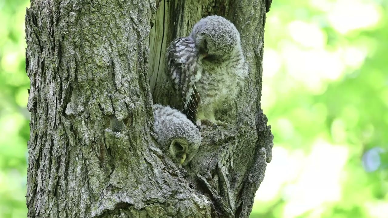 Comment vive une famille de chouettes rayées 4/4. HOW DOES A BARRED OWL FAMILY LIVE 4/4.