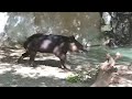 Tapir Zoomies!