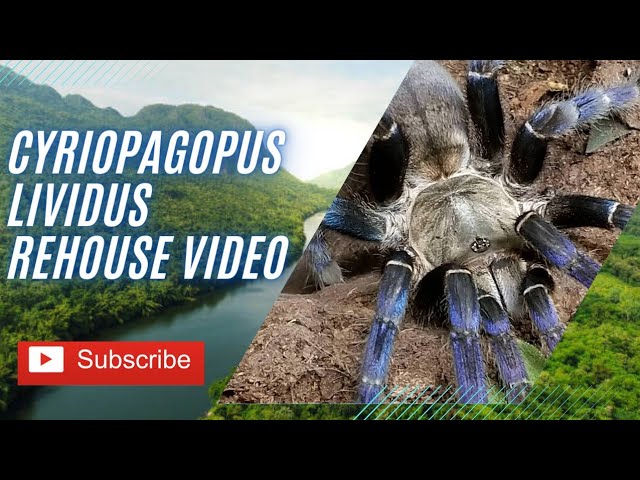 Gorm Blue Tarantula Gorm Cóbalt Leanbh Cobalt Blue Tarantula Facts, Diet,