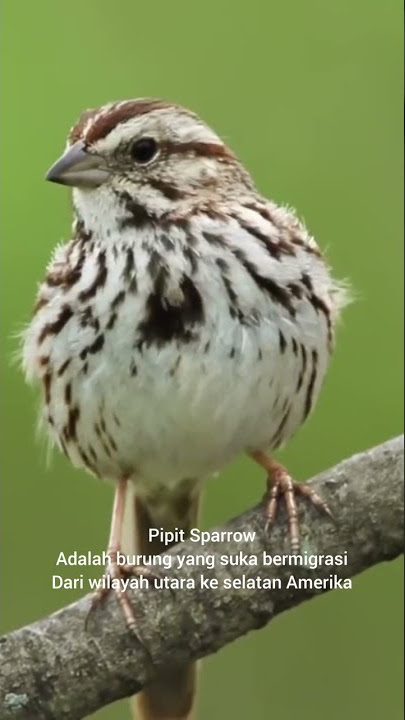 chirping sparrow masih family dengan burung gereja, mprit kaji & branjangan #shorts #shortvideo