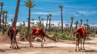 Les 10 choses incontournables à faire à Marrakech