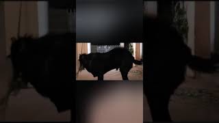 Warning Do not cross the line ☠☠