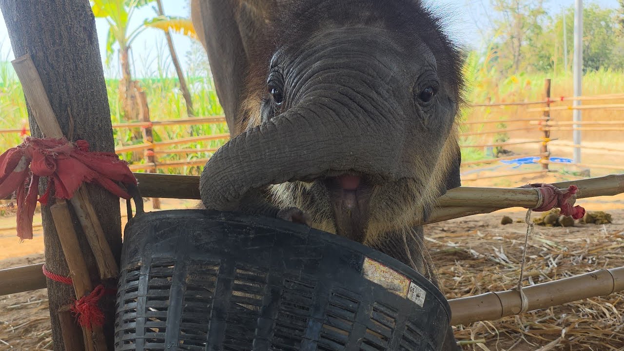 ลูกช้างหรือลูกลิง