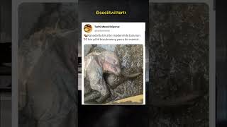 Madem Dünyaya Dargindin Mamudo Gurbanw