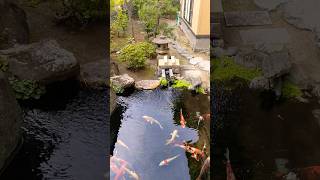 庭綺麗になりました✨japans gardenshorts garden庭錦鯉koi