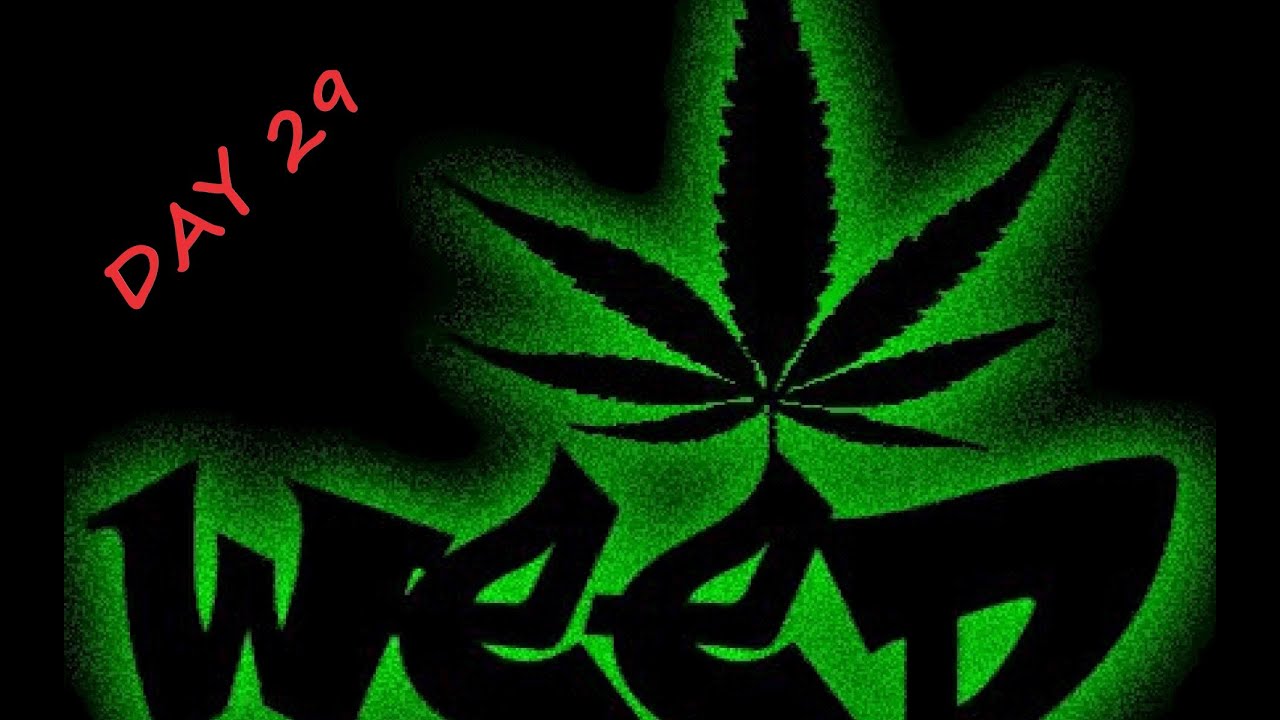 Season 2. Day 29 Flower