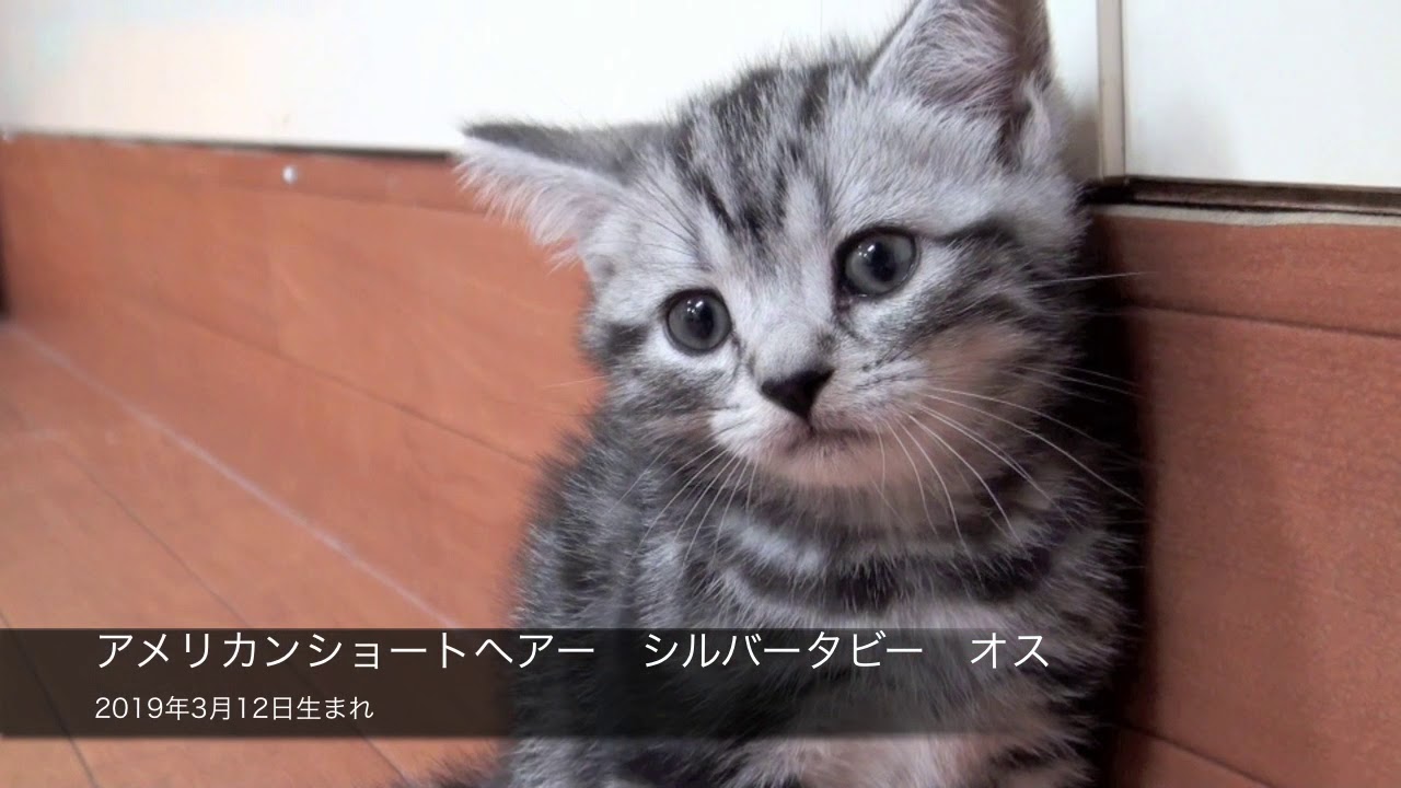 アメリカンショートヘアー シルバータビー オス 19年3月12日生まれ Youtube