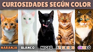 CURIOSIDADES de los gatos según SU COLOR