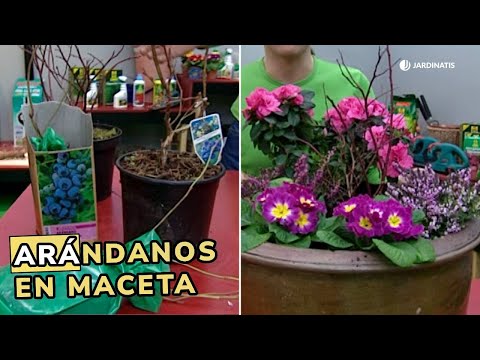 Blueberries in pots: Growing blueberries // Jardinatis