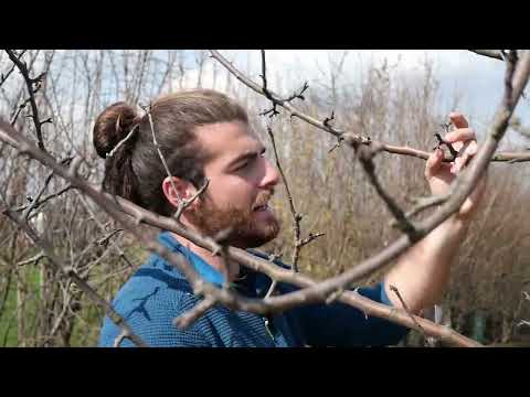 Video: Potatura degli alberi di melo selvatico: come e quando potare un melo selvatico